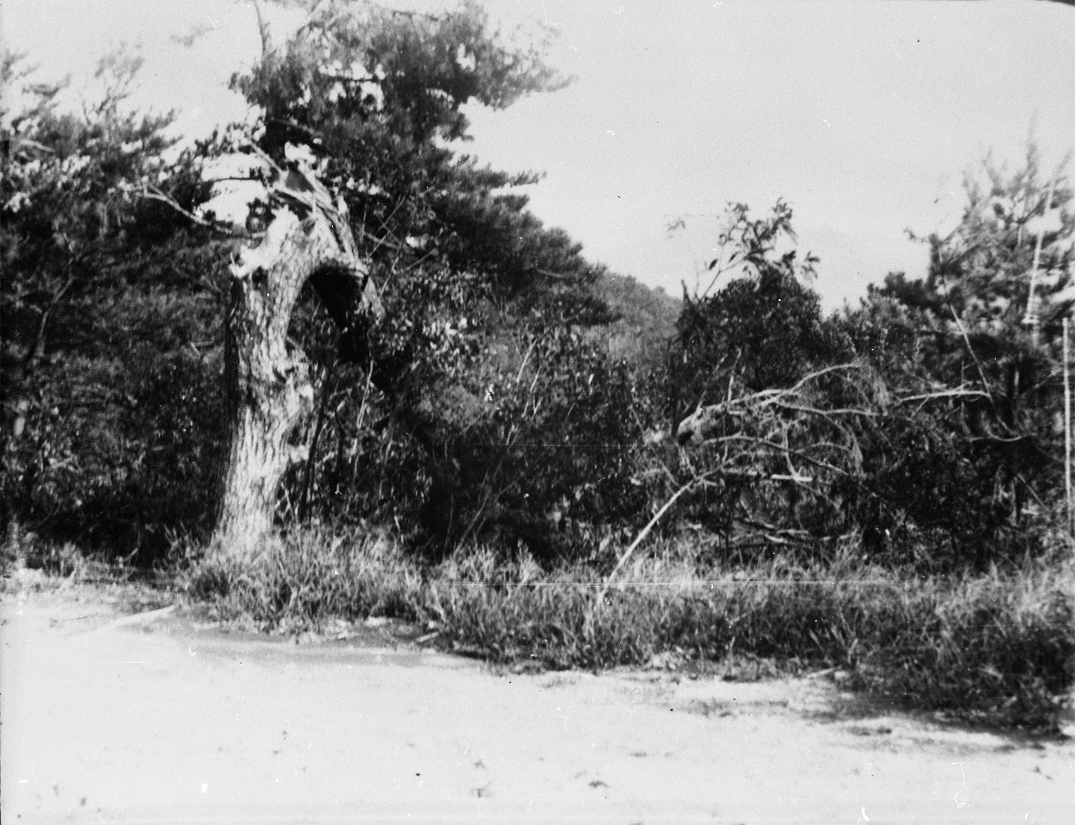 金比羅山高射砲陣地