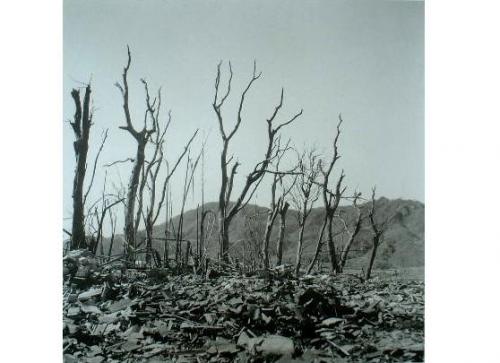 立ったまま焼けた樹木