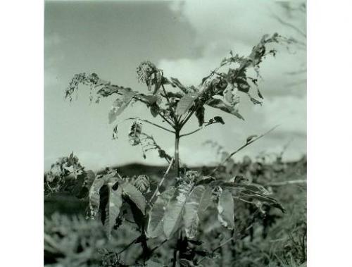 植物（山牛蒡）
