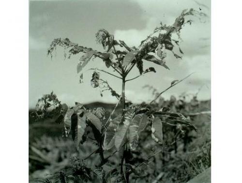植物（山牛蒡）