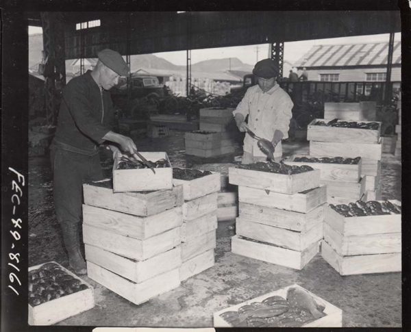 長崎魚市場の光景